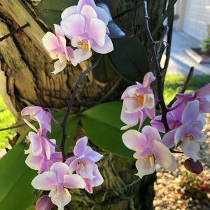 Meet your Posher, Alys